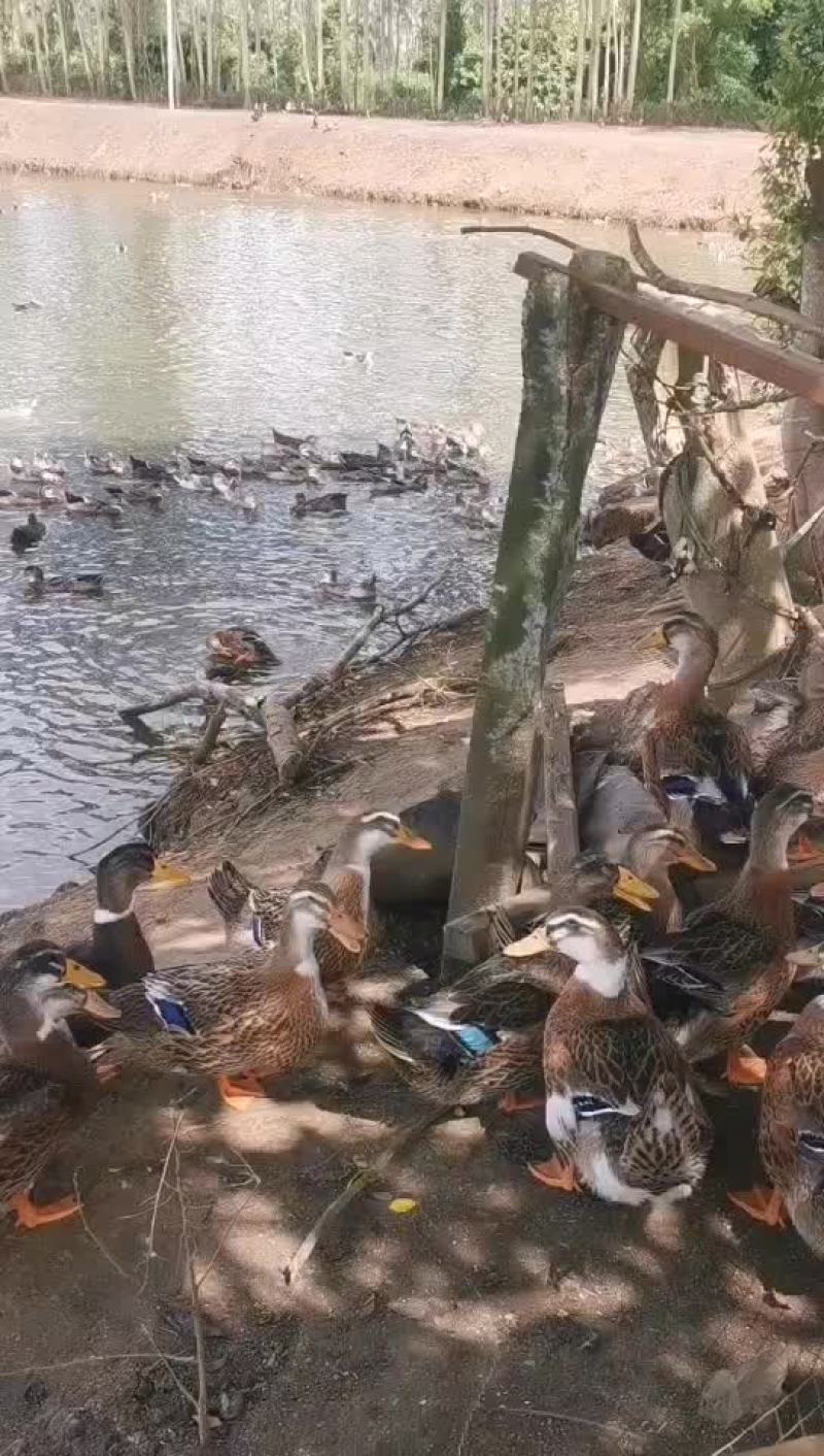 麻鸭