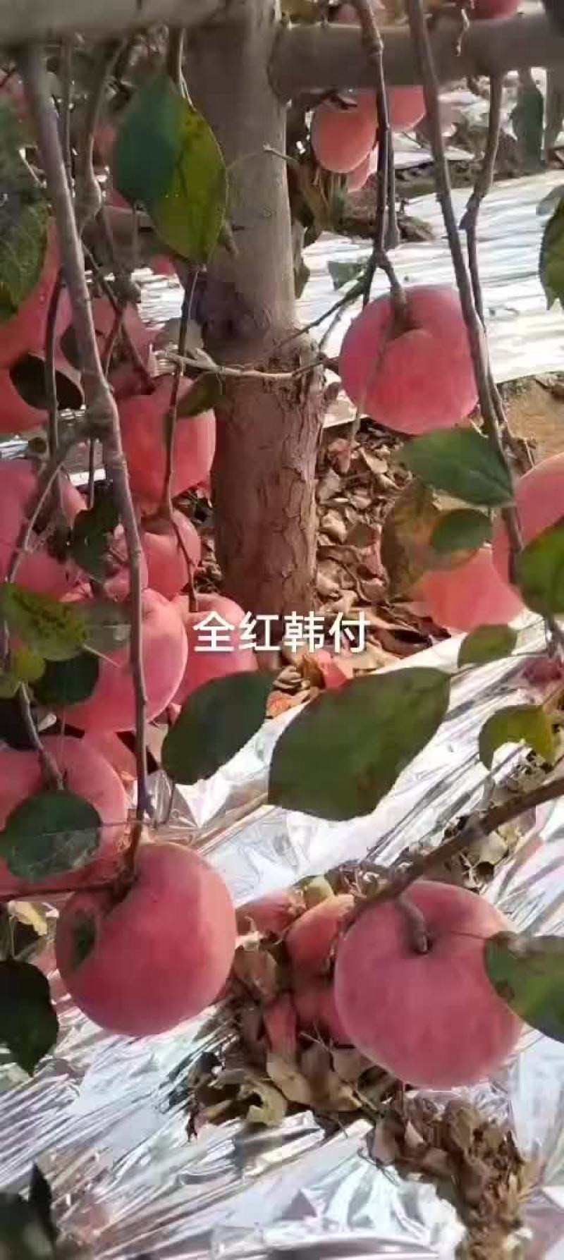 2023年寒富士上市