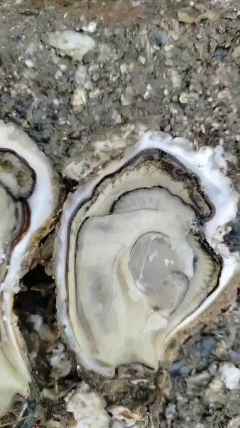 生蚝