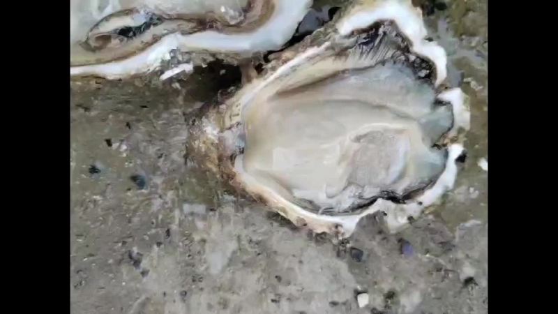 生蚝