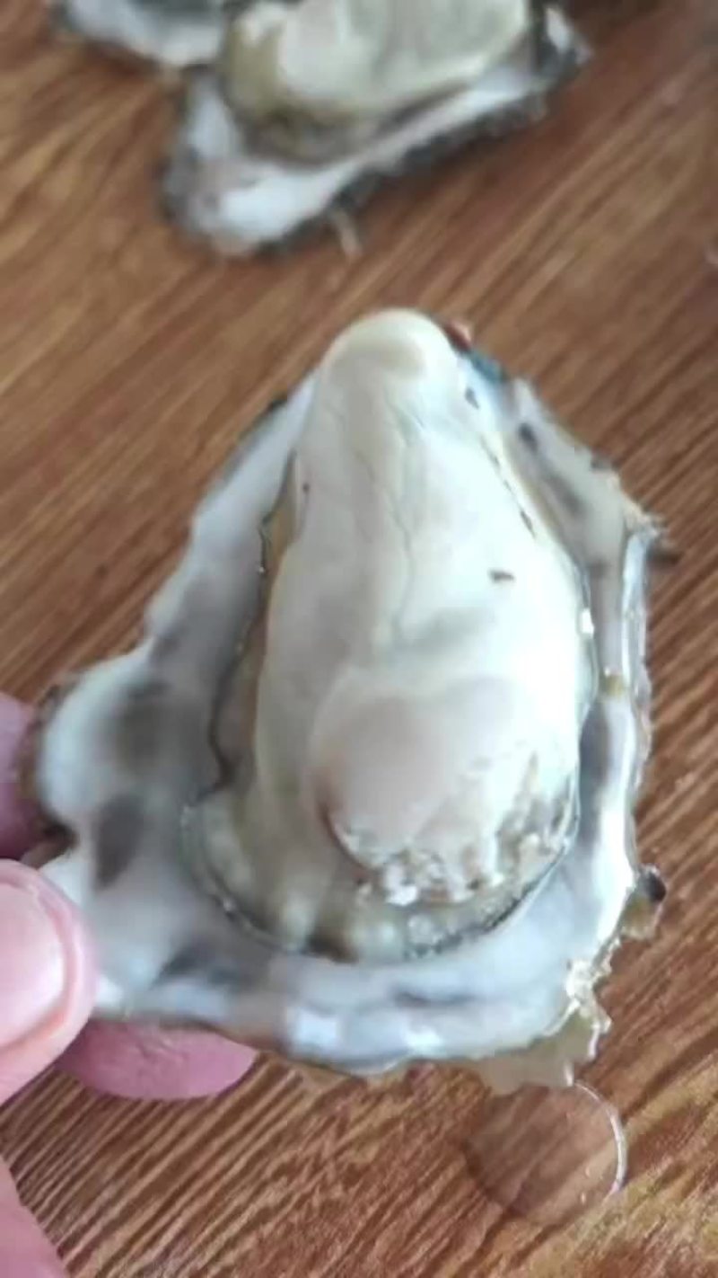 生蚝