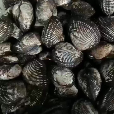 毛蚶子，赤贝
