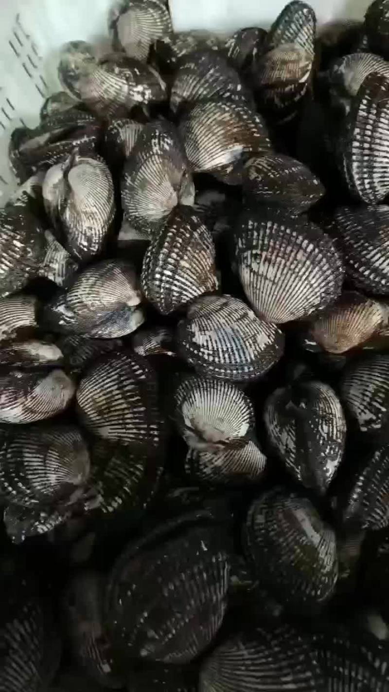 毛蚶子，赤贝