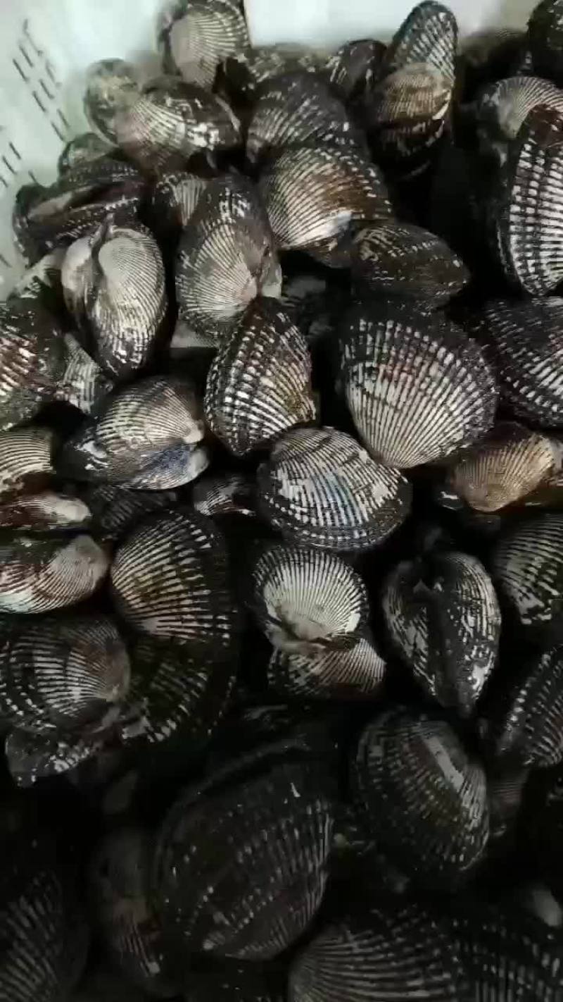 毛蚶子，赤贝