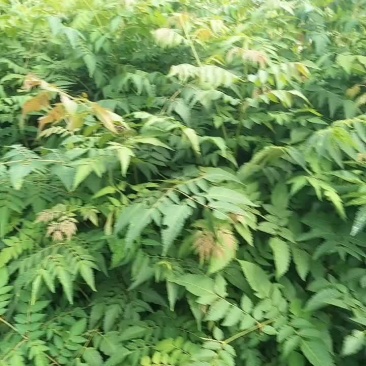 栾树