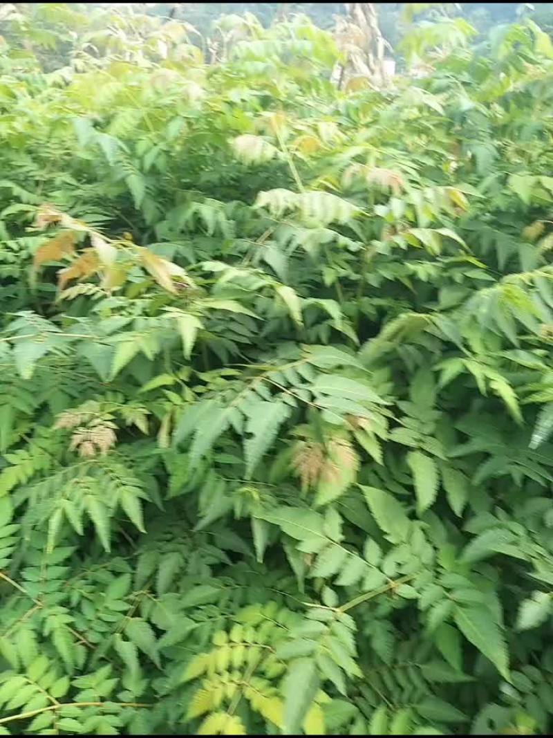 栾树