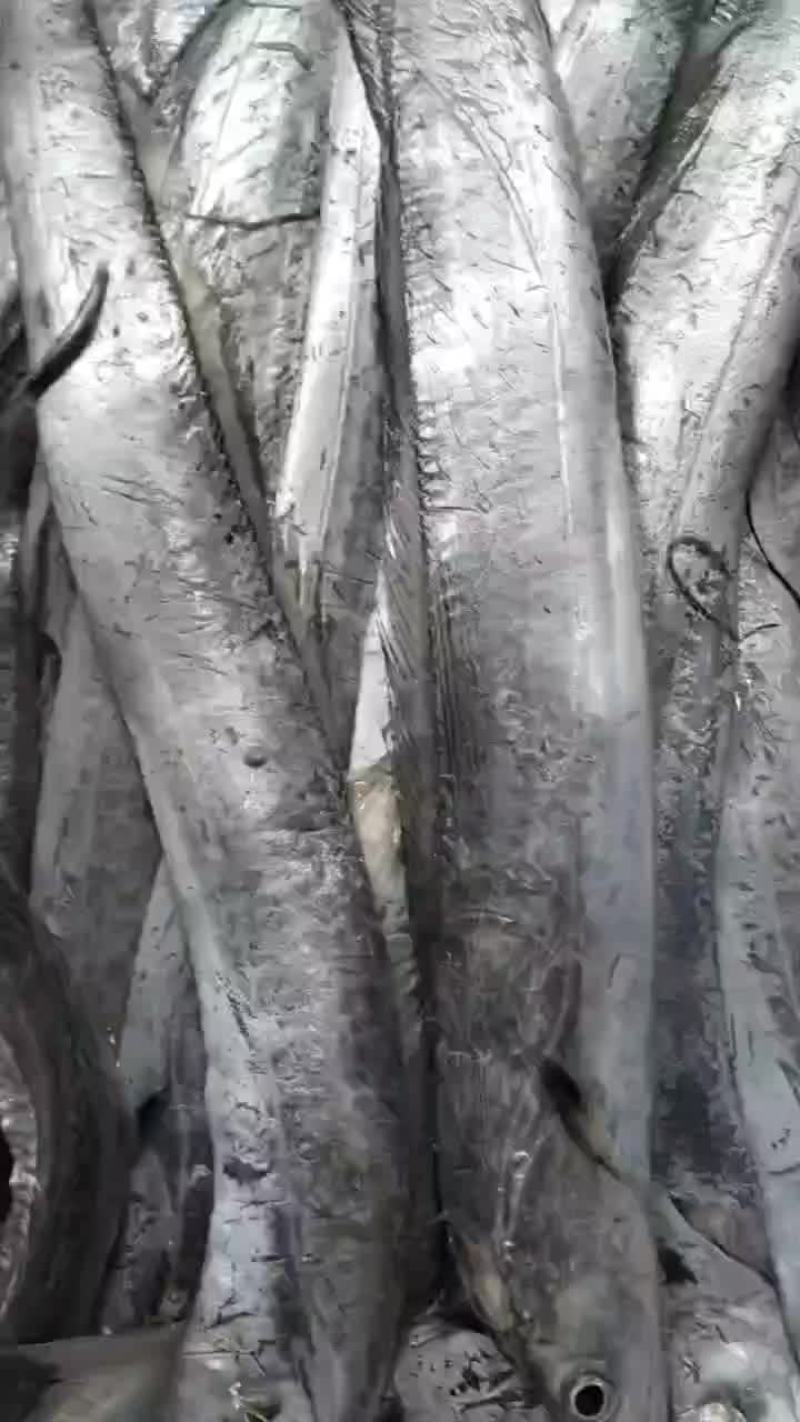 本地刀鱼