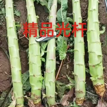精品光杆，需要的下单