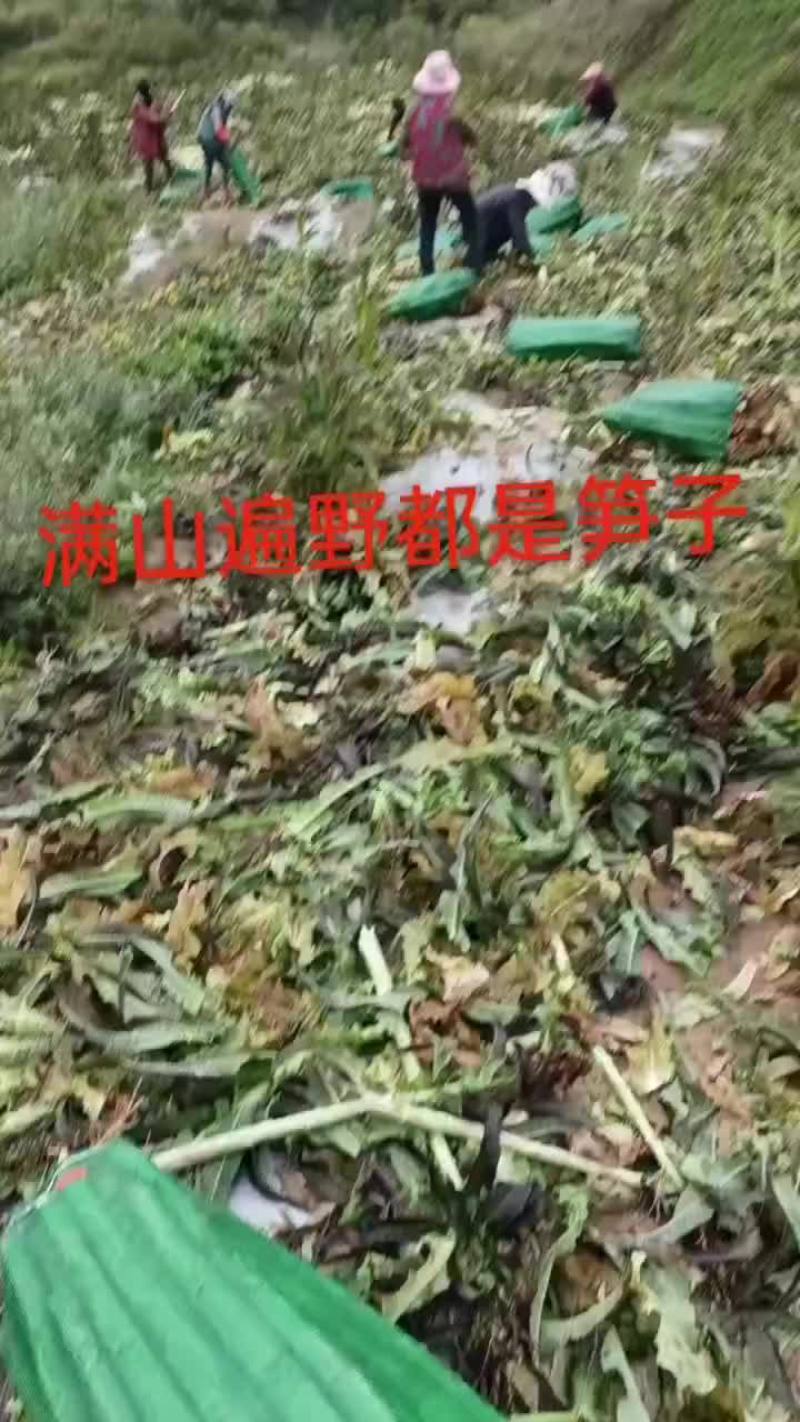 精品光杆，需要的下单