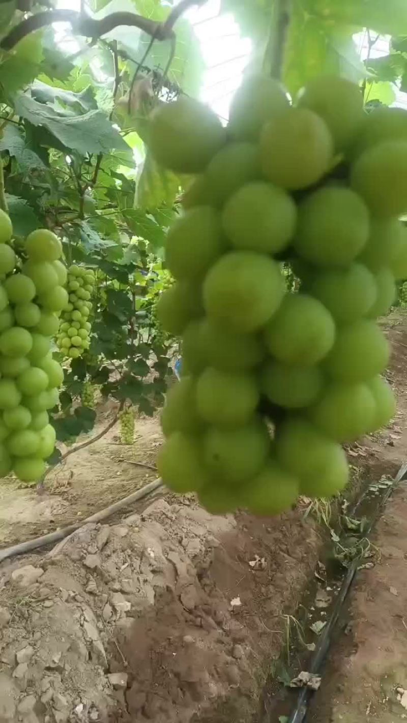 阳光玫瑰