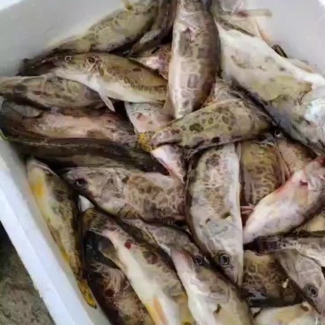 桂鱼