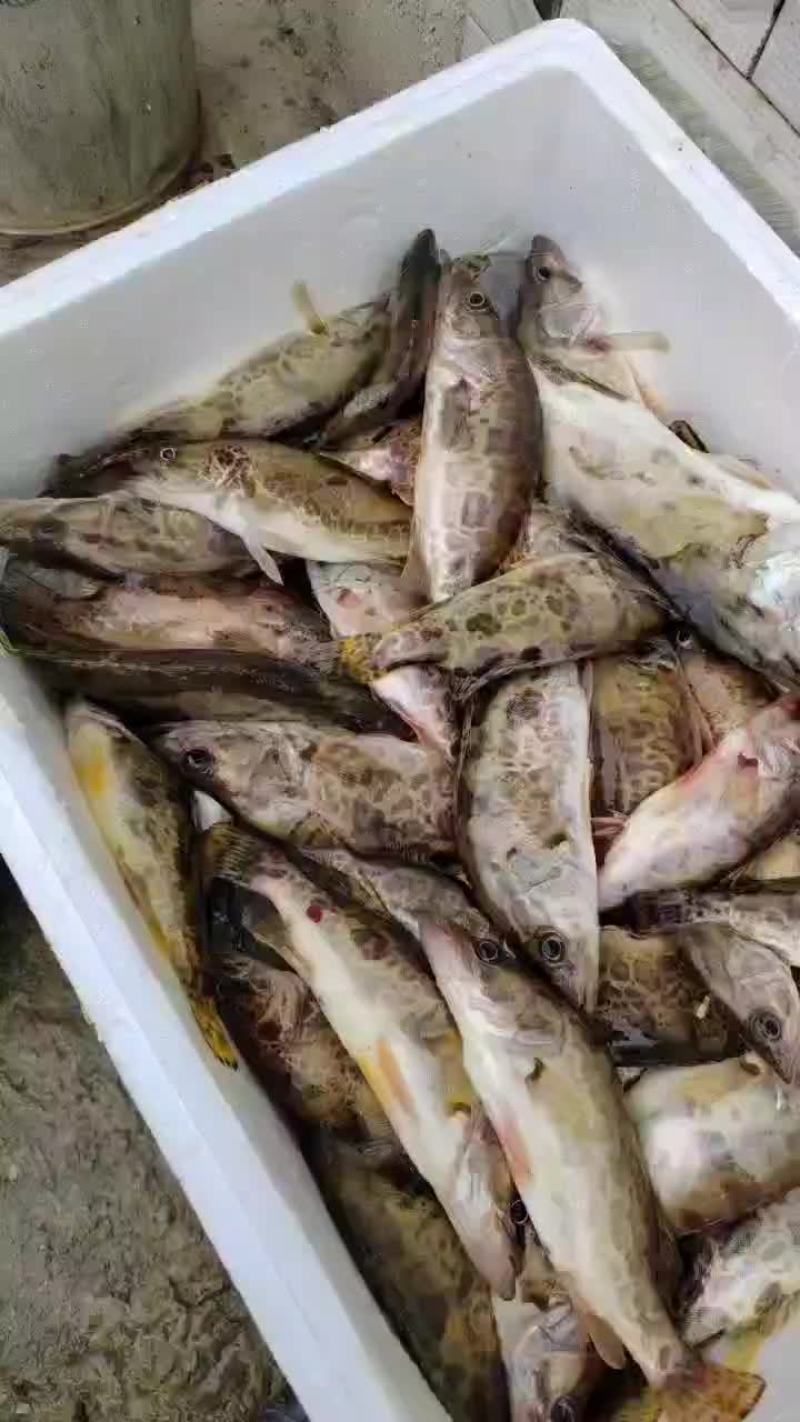 桂鱼