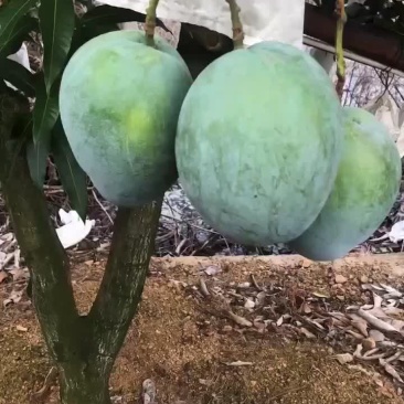 凯特芒