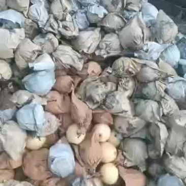 产地直销带纸袋子三两以上小鸭梨