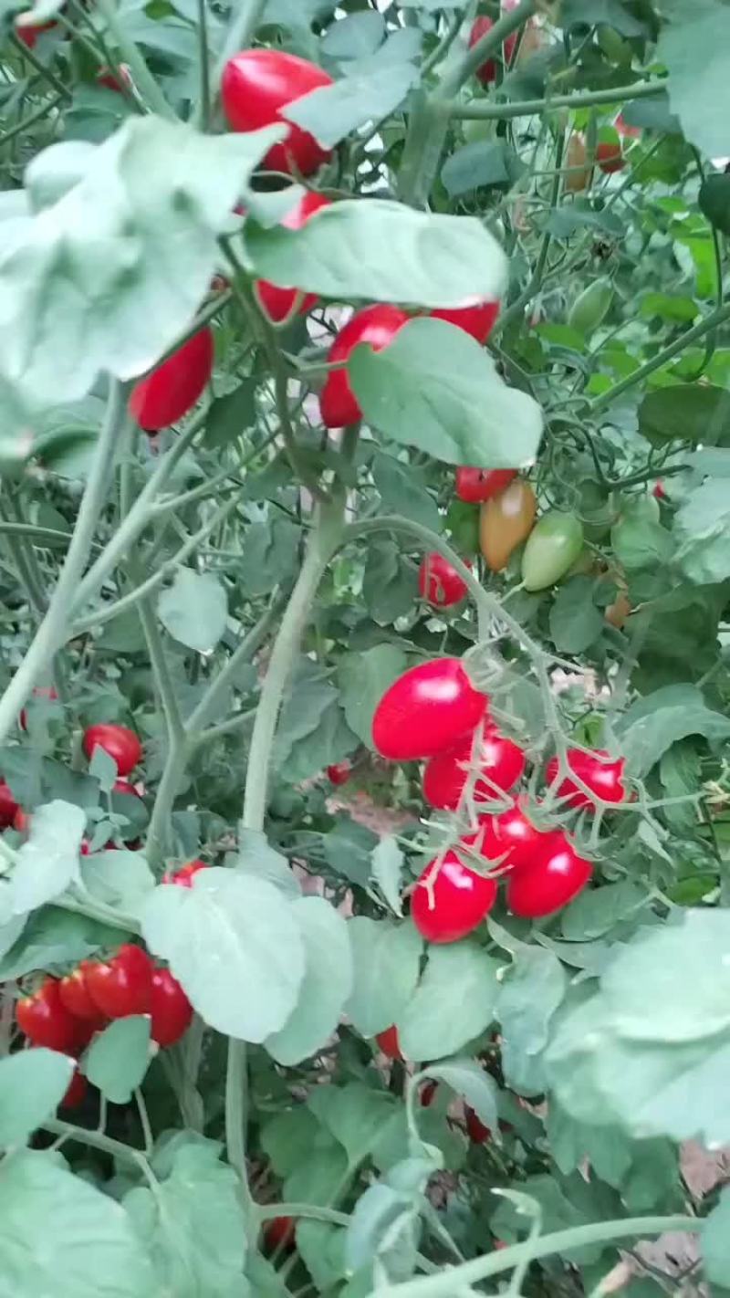 圣女果小番茄富红宝贝贝千禧