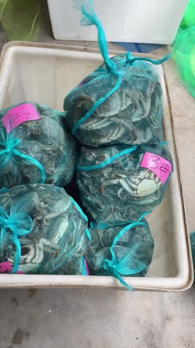 微山湖大闸蟹