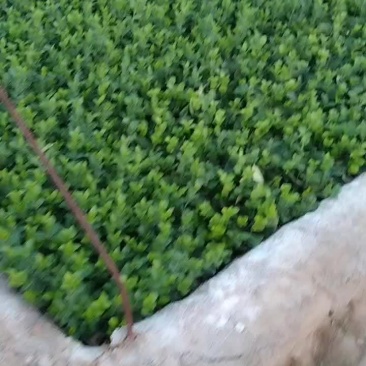 卫矛小苗基地直销规格齐全四季苗木保成活率免费指导电联