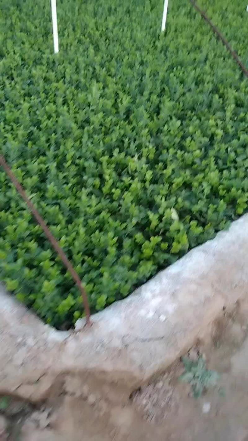 卫矛小苗基地直销规格齐全四季苗木保成活率免费指导电联