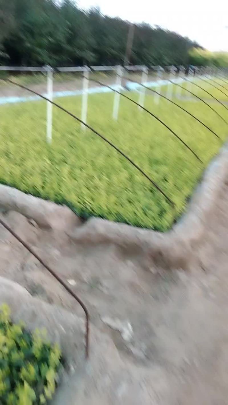 卫矛小苗基地直销规格齐全四季苗木保成活率免费指导电联