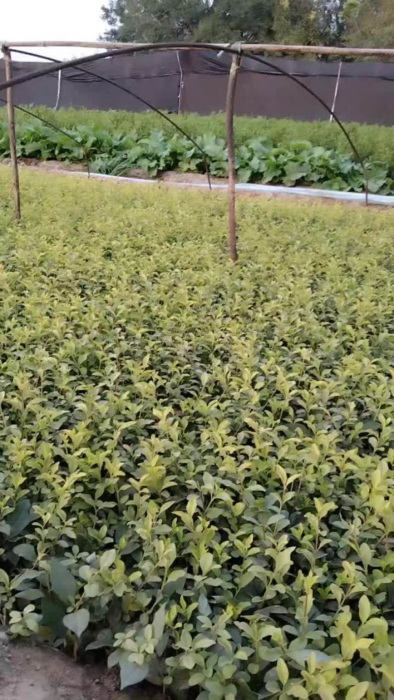卫矛小苗基地直销规格齐全四季苗木保成活率免费指导电联