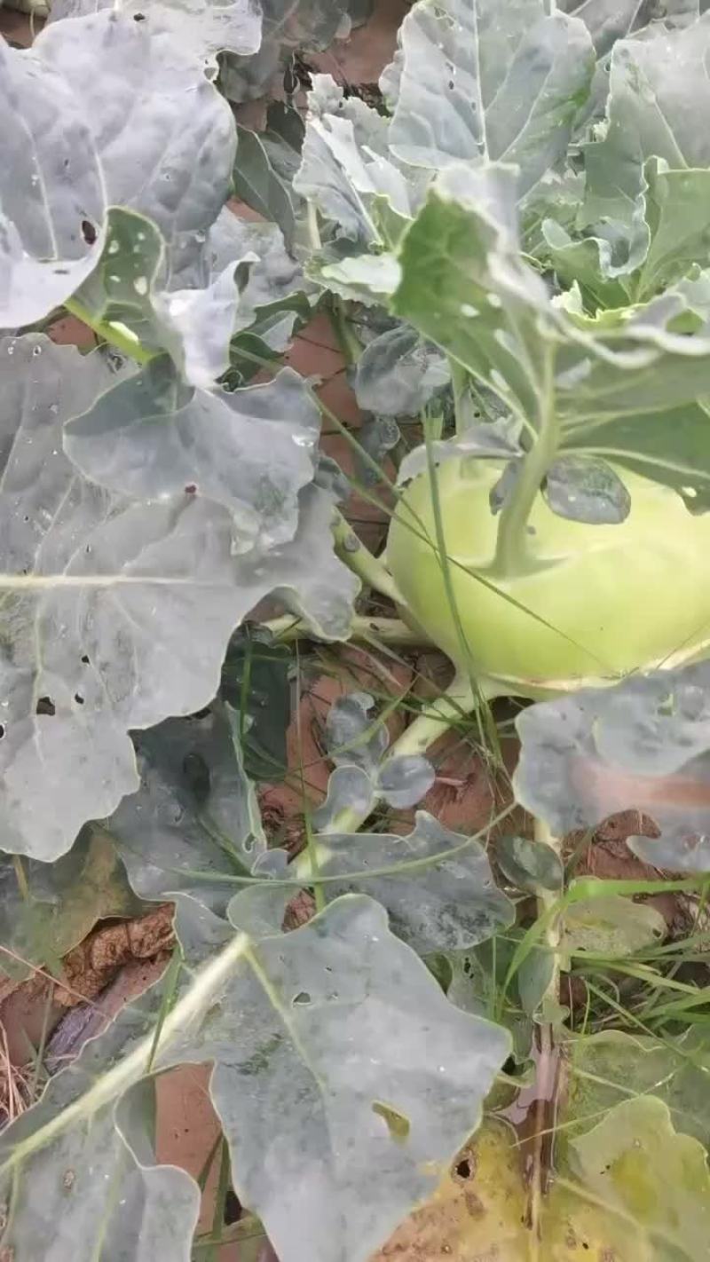 苤蓝