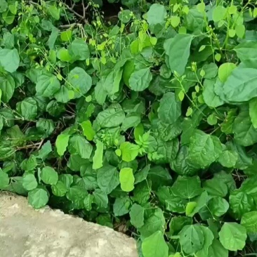辨木苗