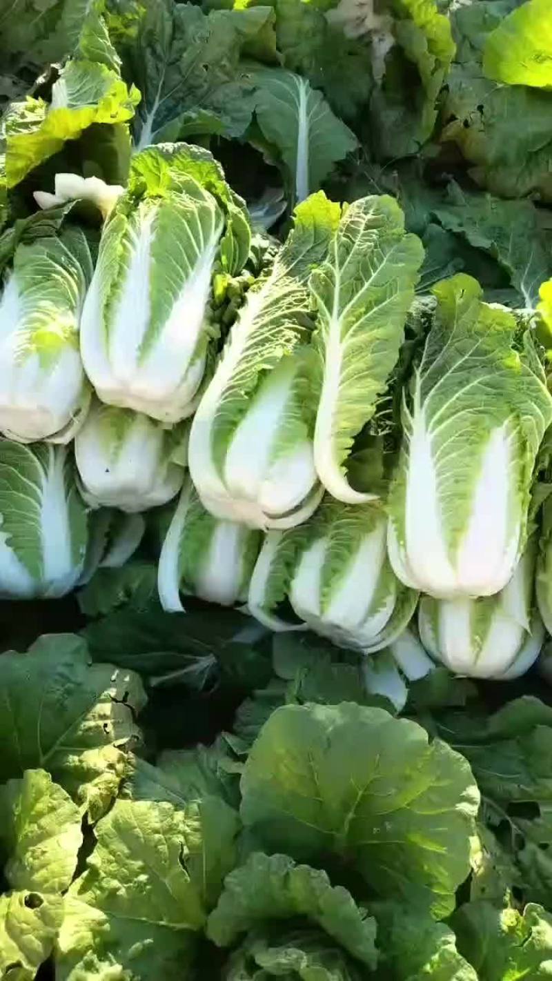 精品黄心菜