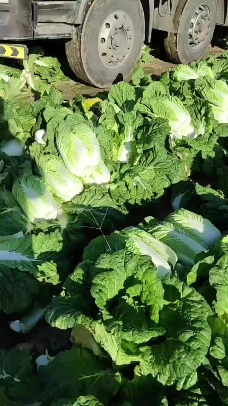 精品黄心菜