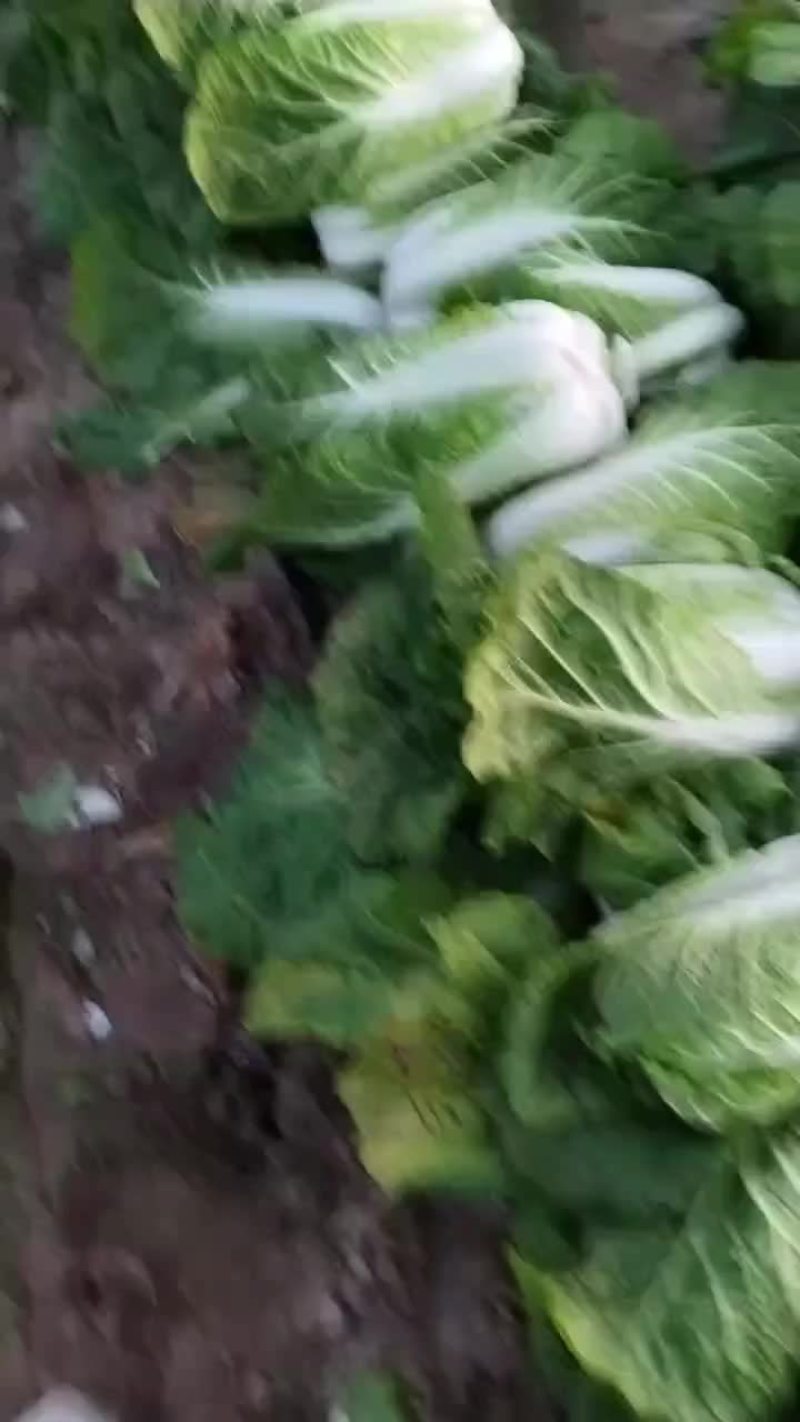 精品黄心菜