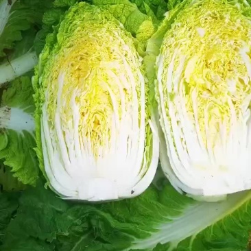 精品黄心菜