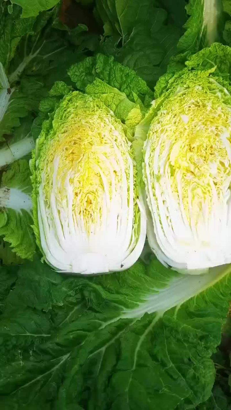 精品黄心菜