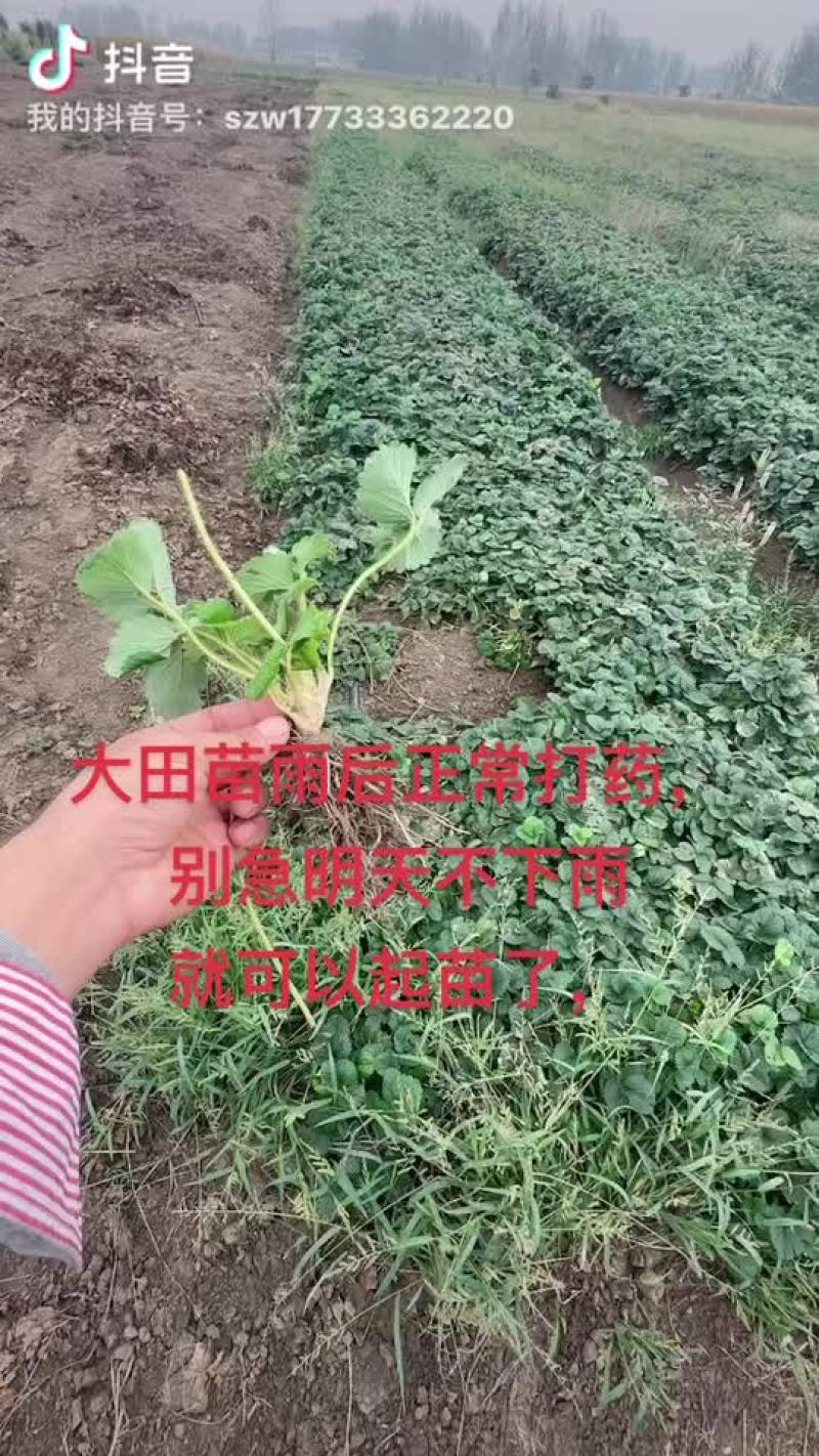 天仙醉草莓苗