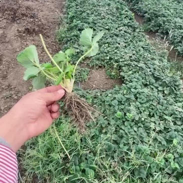 天仙醉草莓苗