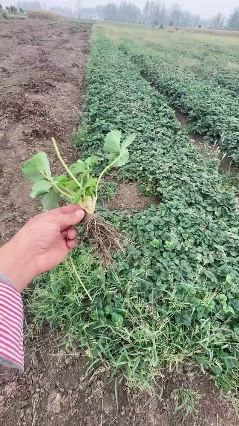 天仙醉草莓苗