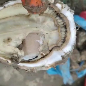 生蚝