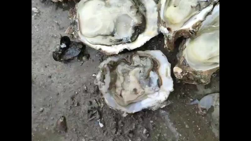 生蚝