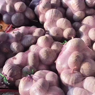 银栗南瓜