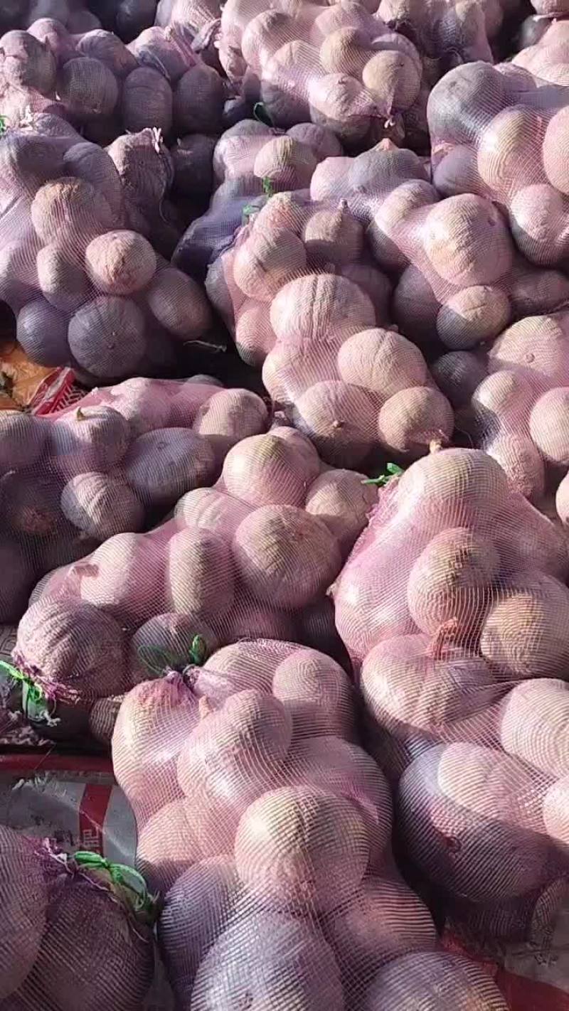 银栗南瓜