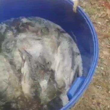 钓场静养罗非鱼