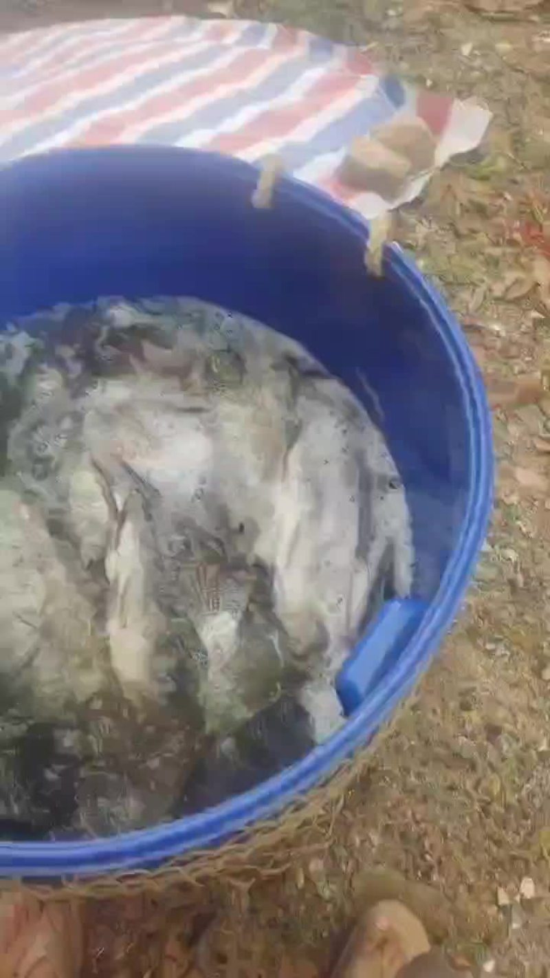 钓场静养罗非鱼