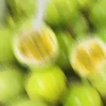 钦密九号百香果