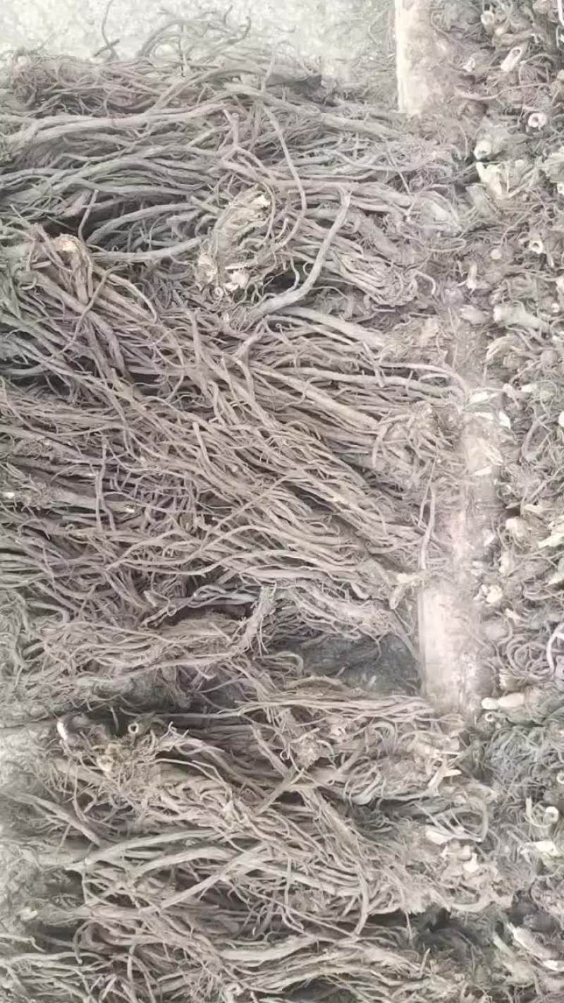 家种羌活