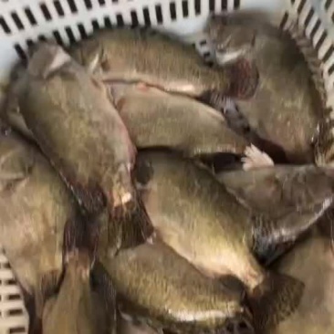 活斑桂
