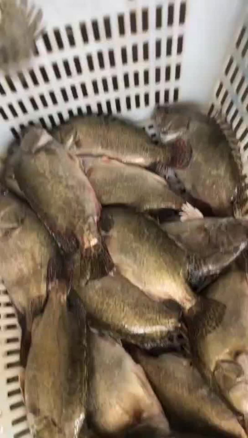 活斑桂