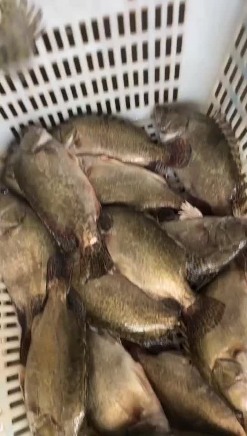 活斑桂