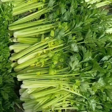 宁夏西芹，品质保证，正品西芹
