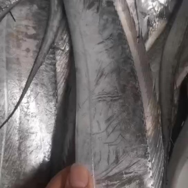 刀鱼