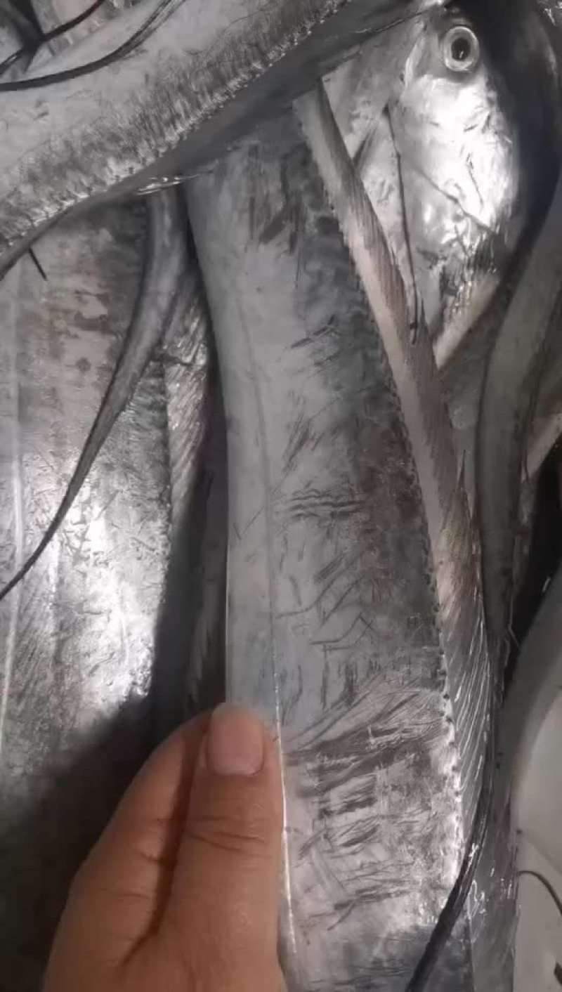 刀鱼