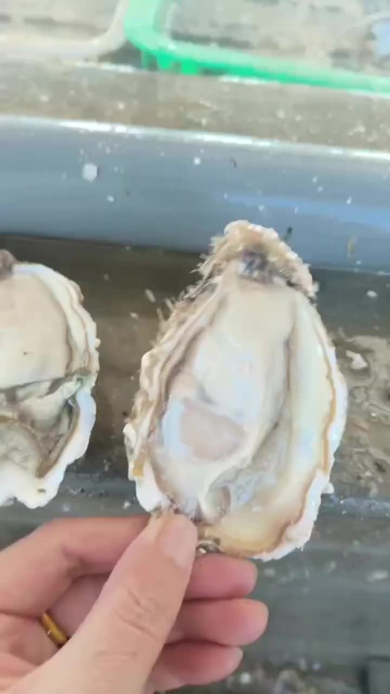 生蚝