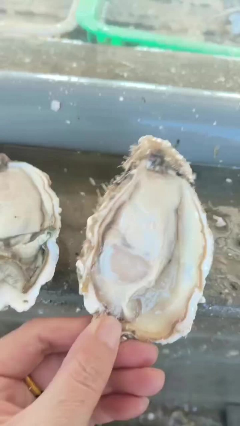 生蚝
